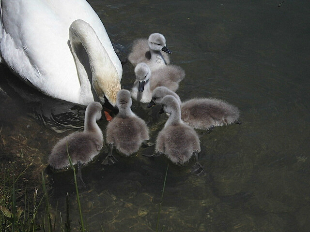 Schwanenfamilie