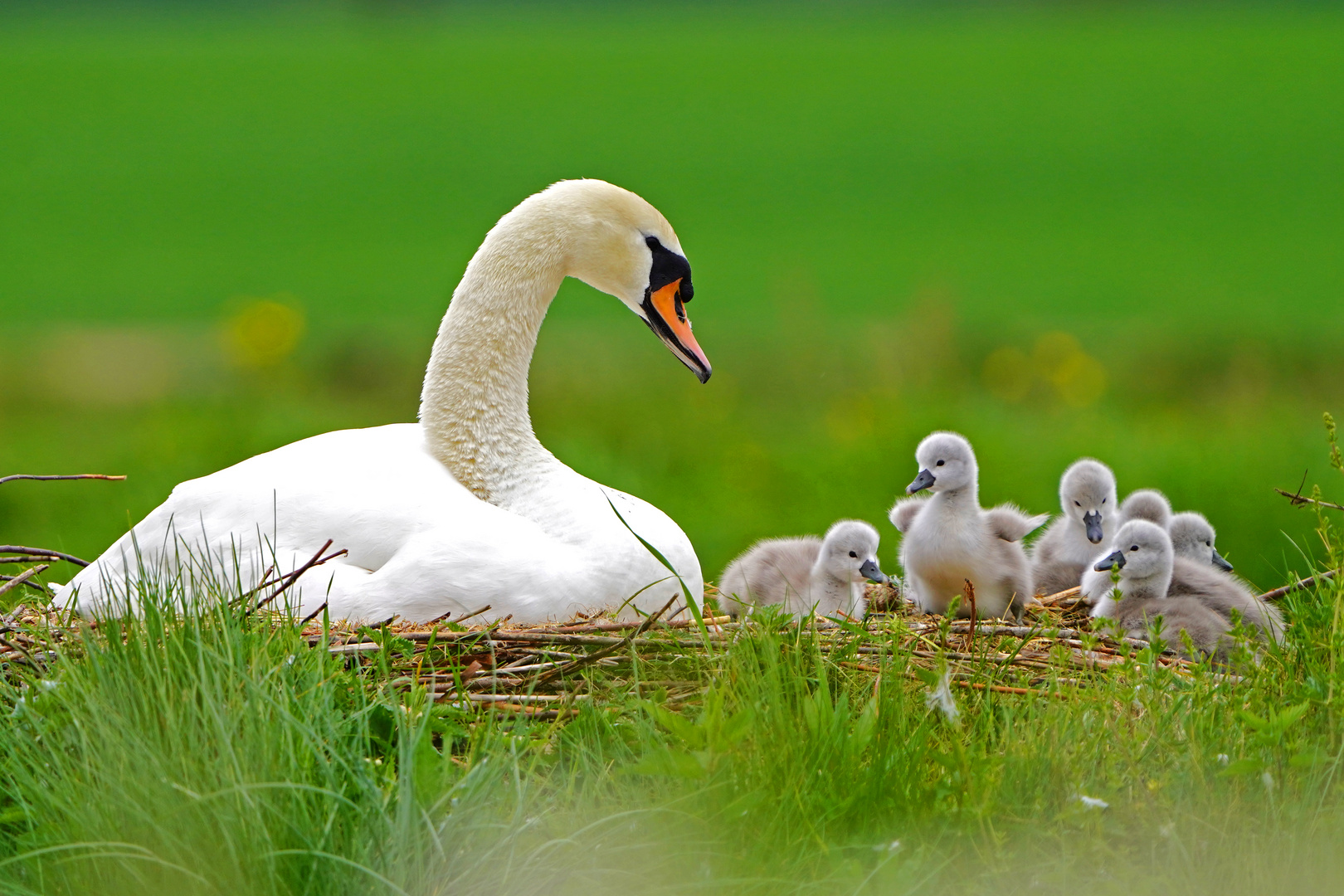 Schwanenfamilie