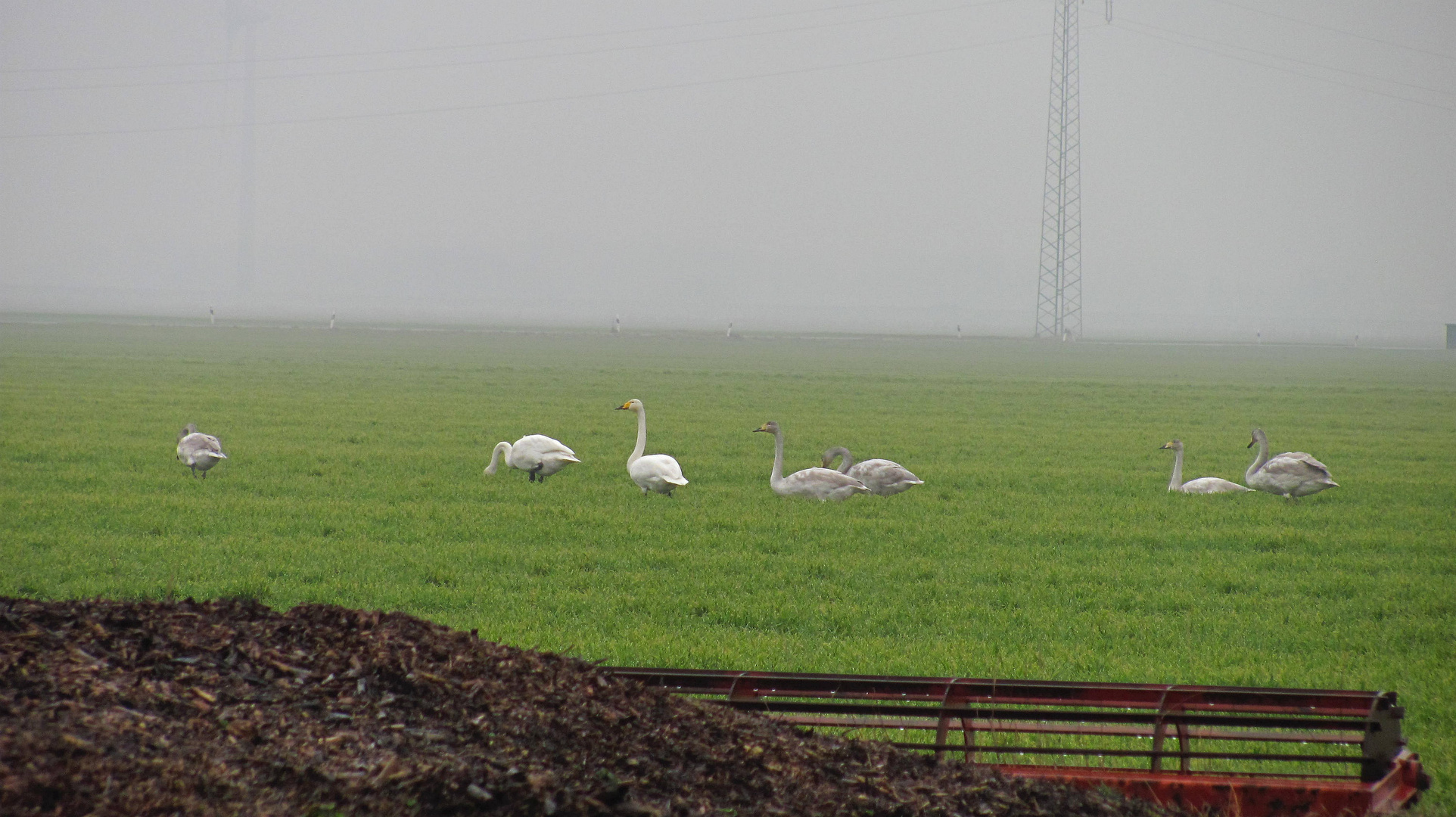 Schwanenfamilie ...