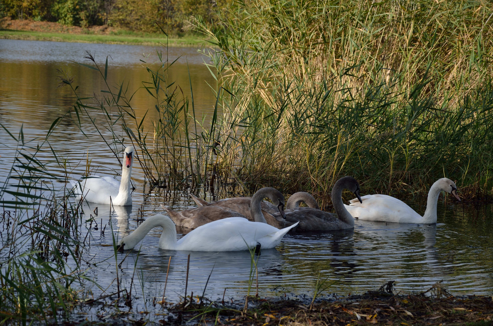 Schwanenfamilie