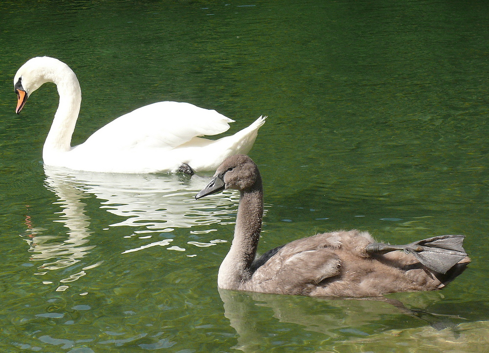 Schwanenfamilie