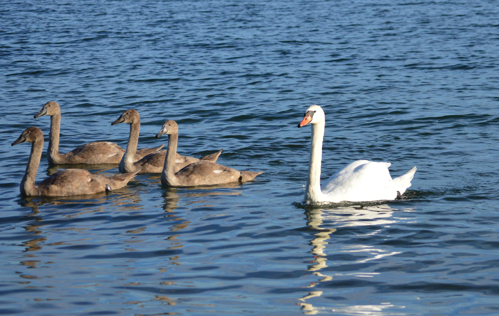 Schwanenfamilie