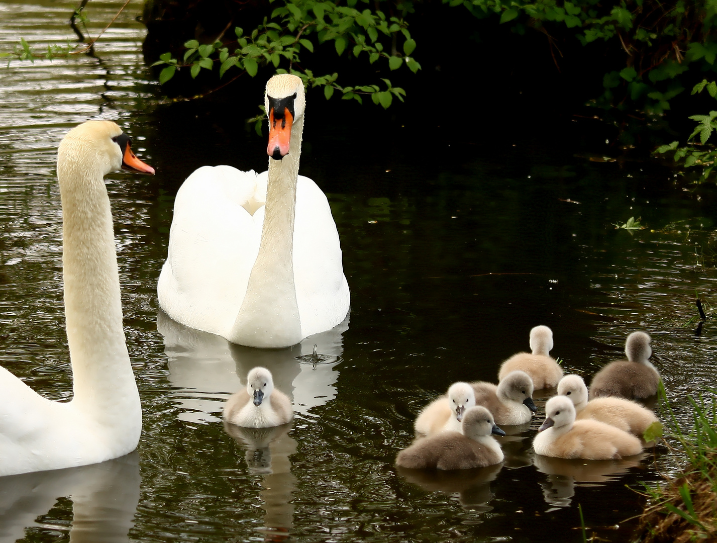 Schwanenfamilie