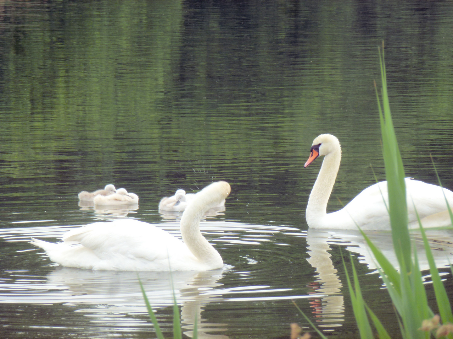 Schwanenfamilie