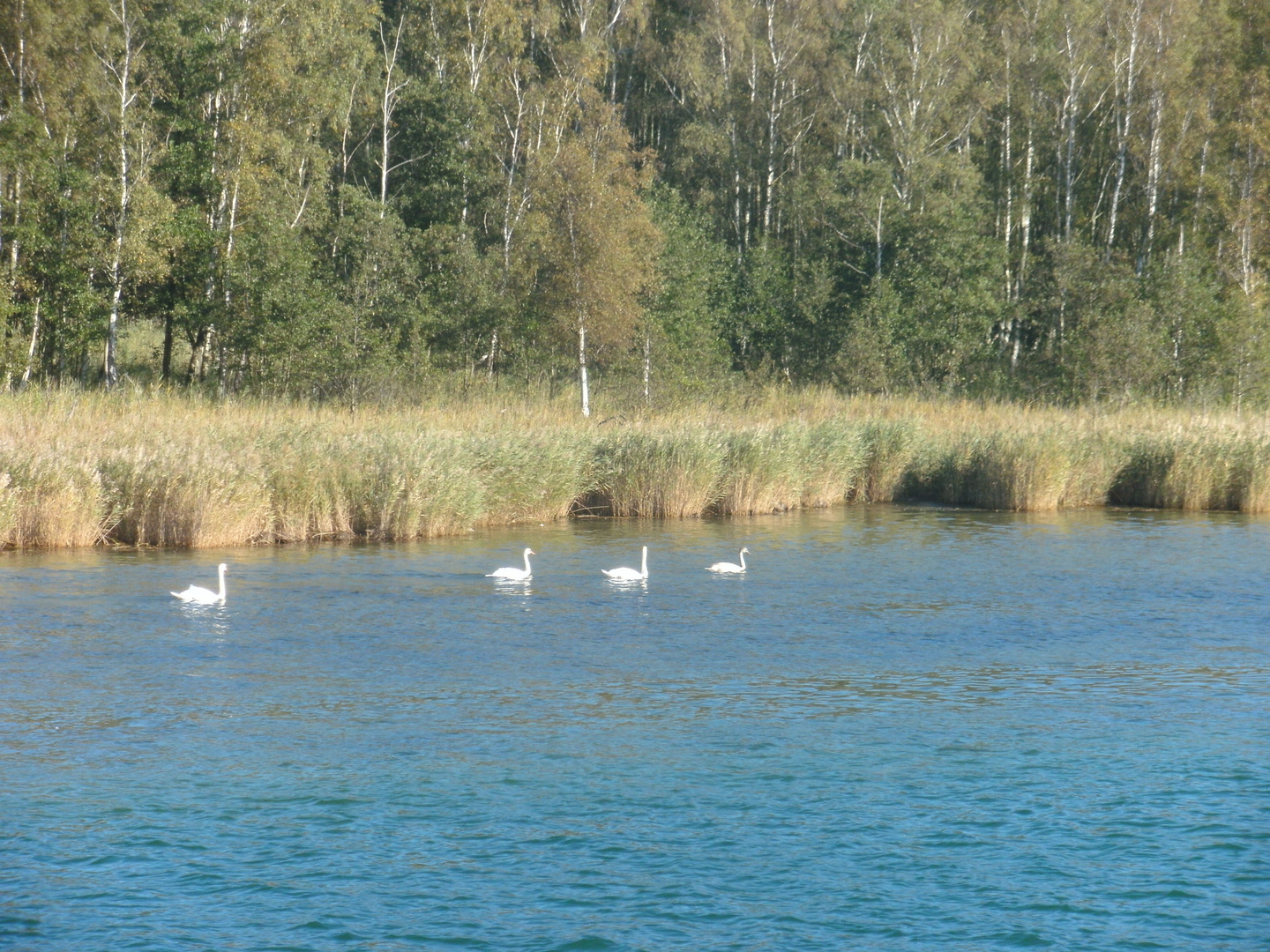 Schwanenfamilie