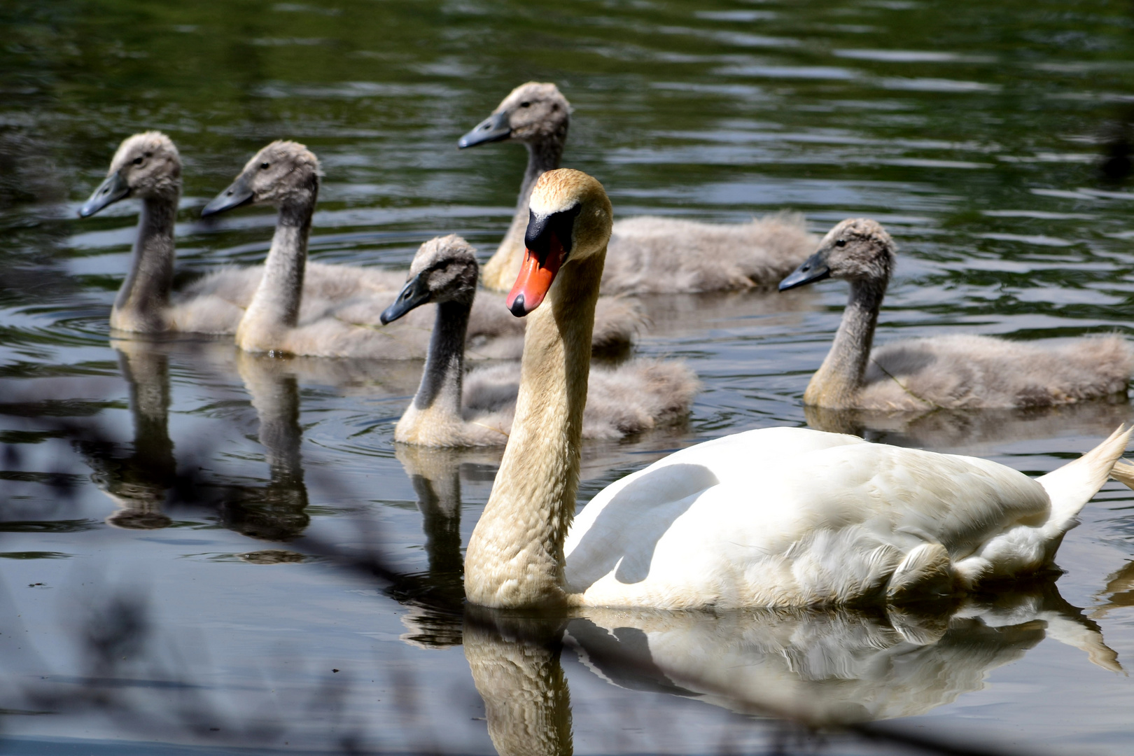 Schwanenfamilie - 18. Juni 2014