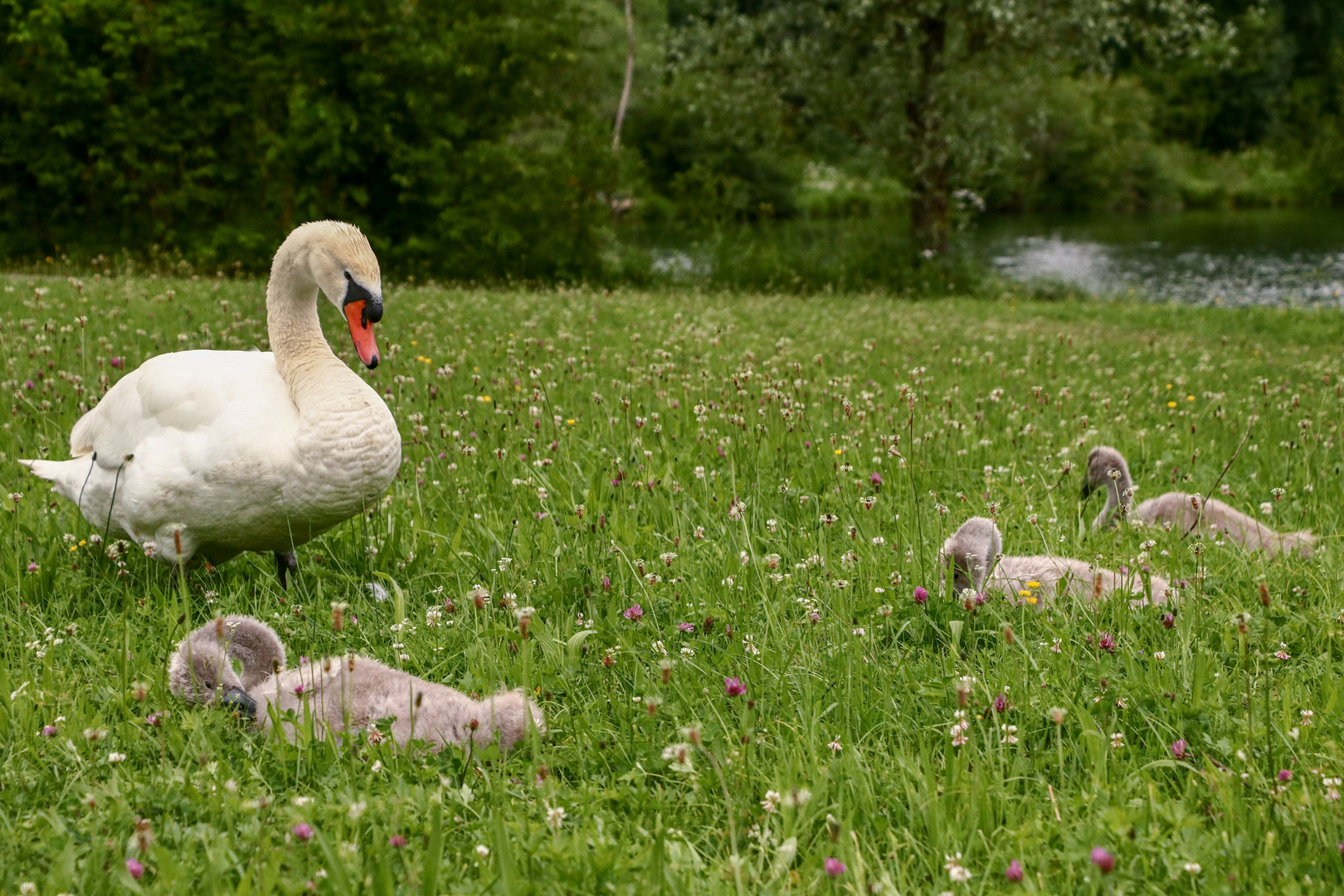 Schwanenfamilie