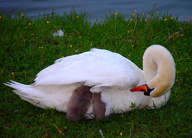 Schwanenfamilie 2