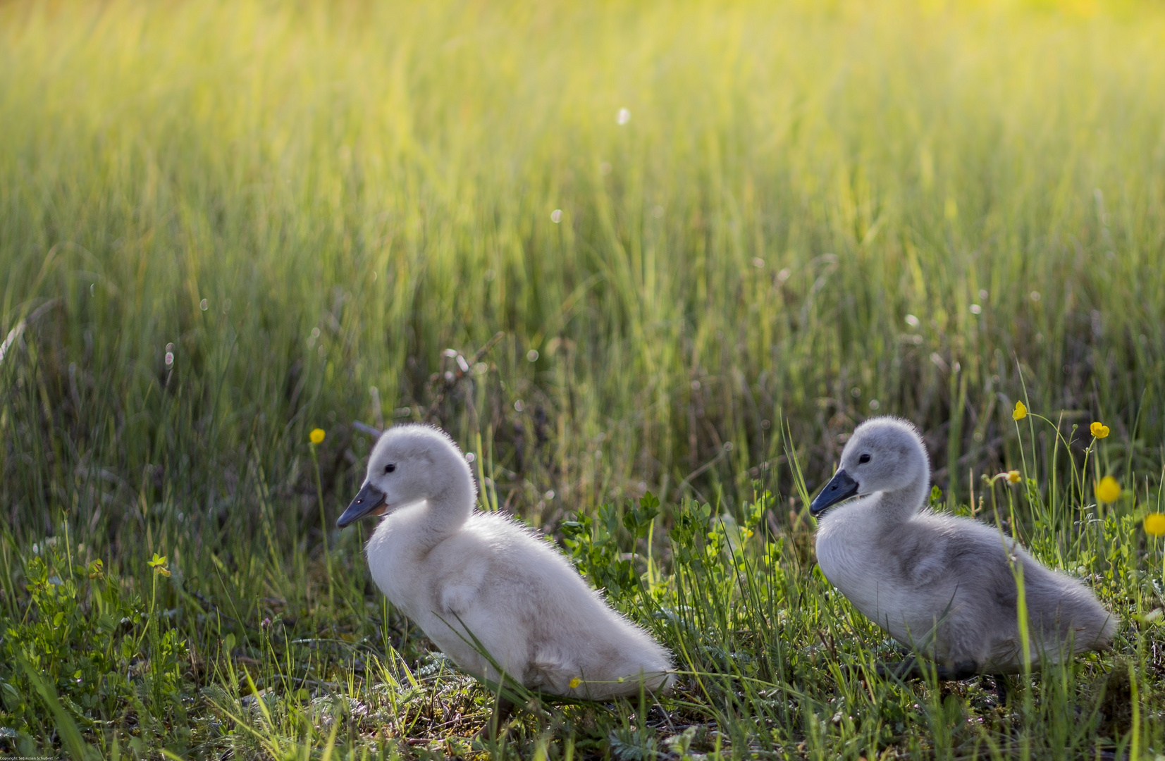 Schwanenfamilie 2