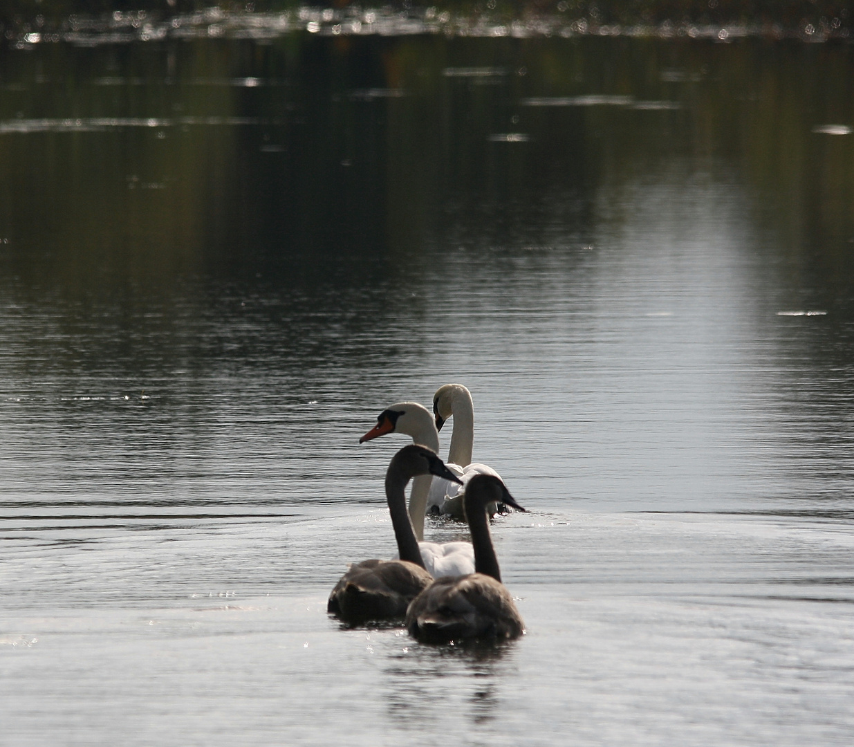 Schwanenfamilie 2