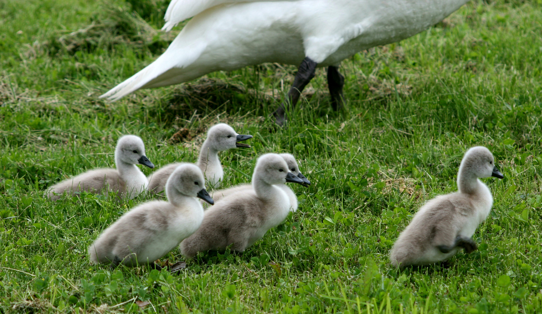 Schwanenfamilie (2) - Landspaziergang