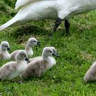 Schwanenfamilie (2) - Landspaziergang