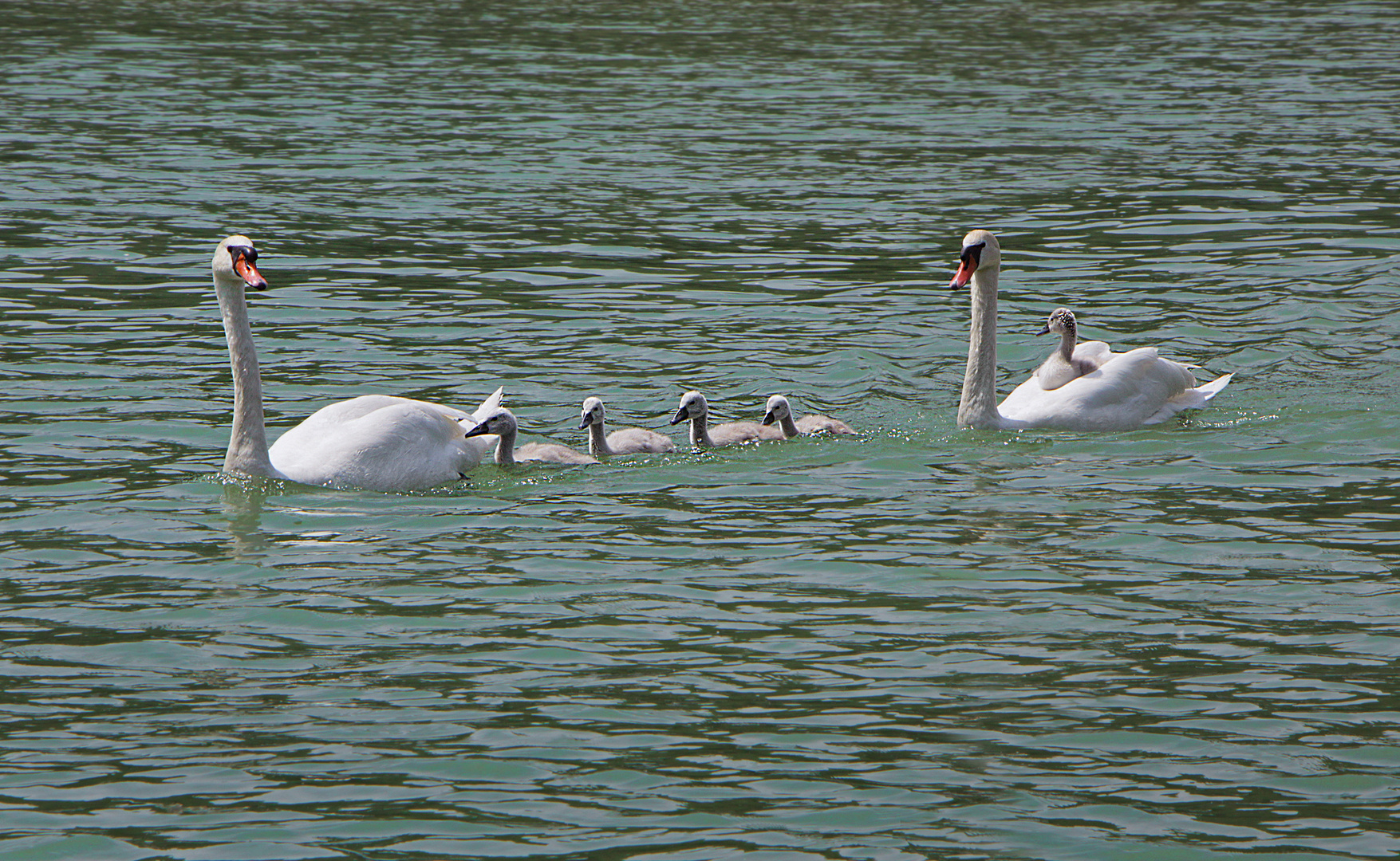 Schwanenfamilie