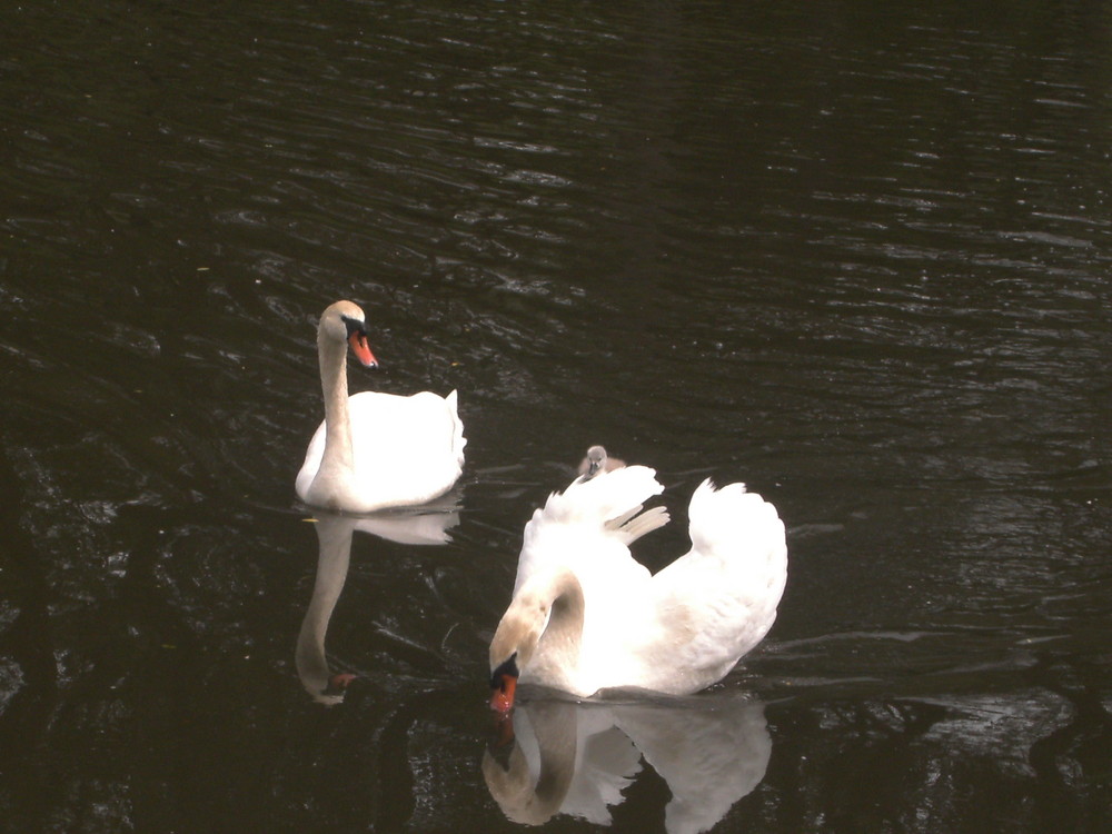 Schwanenfamilie