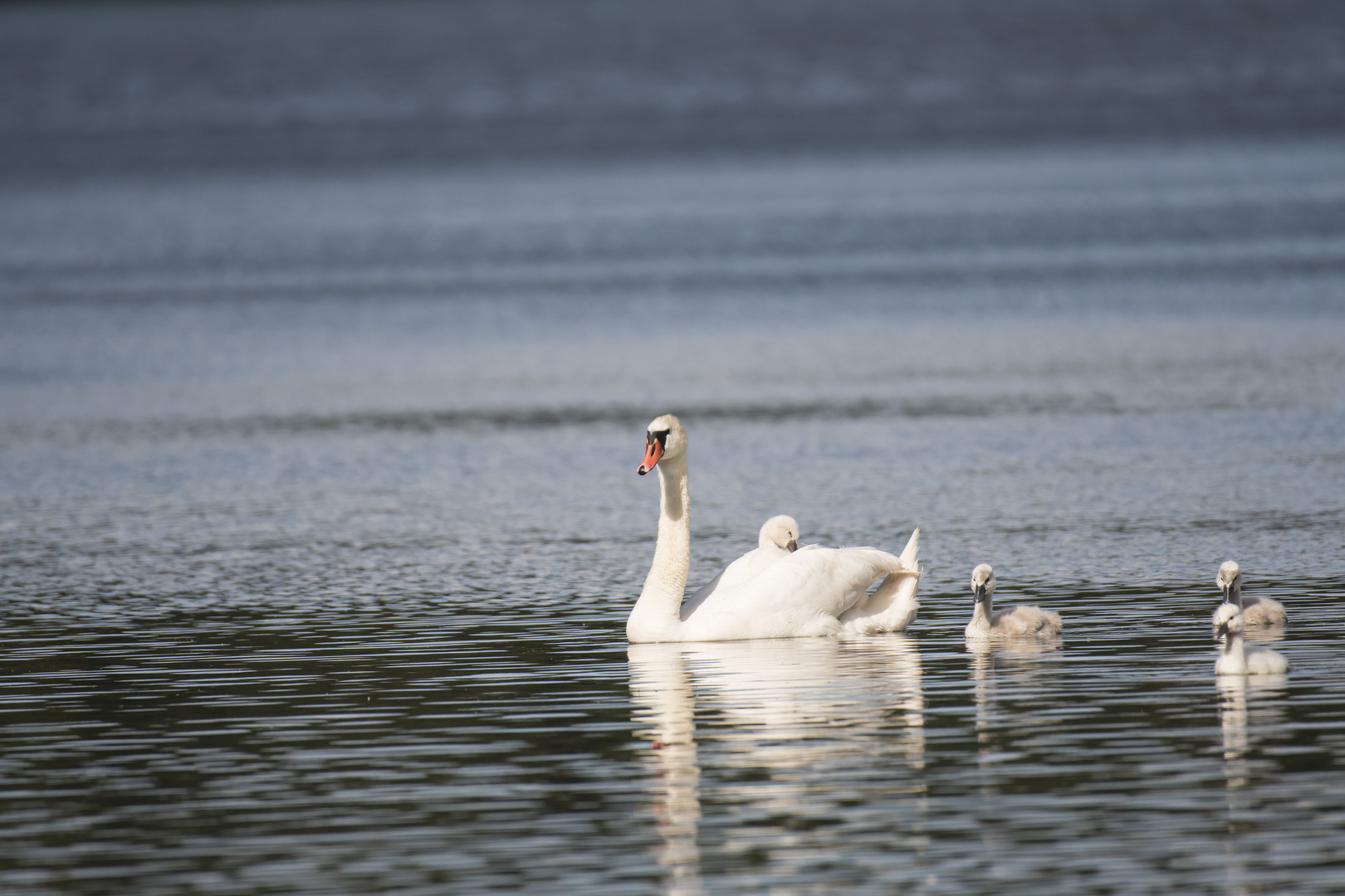 Schwanenfamilie