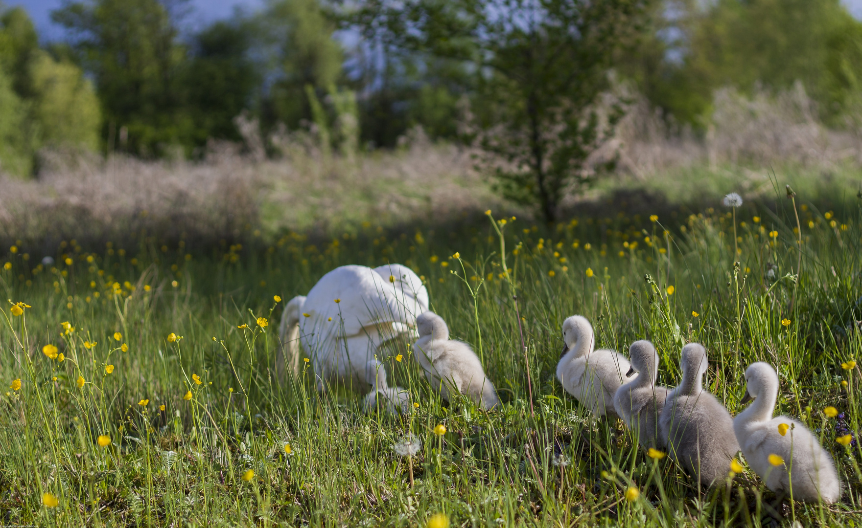 Schwanenfamilie