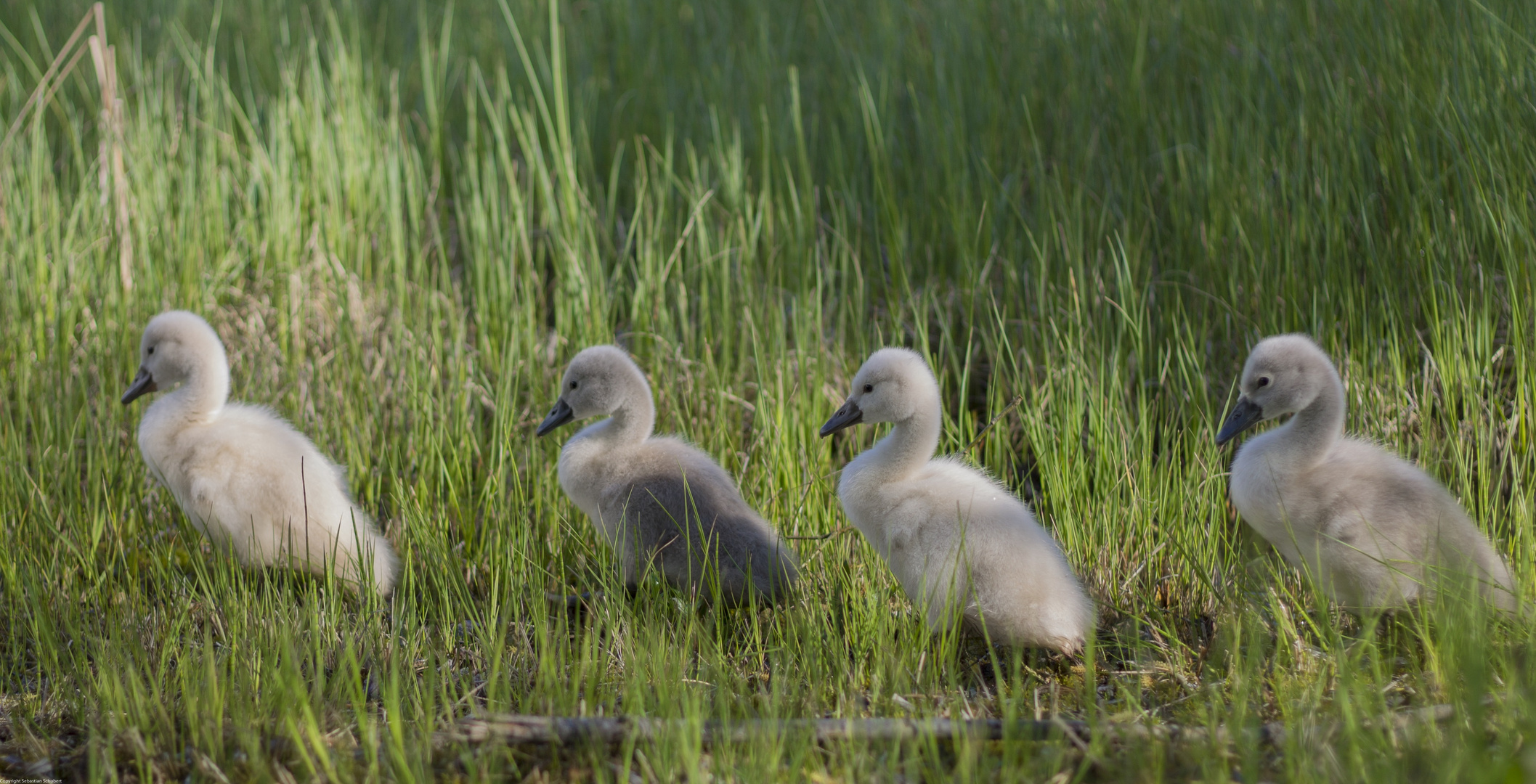 Schwanenfamilie 3