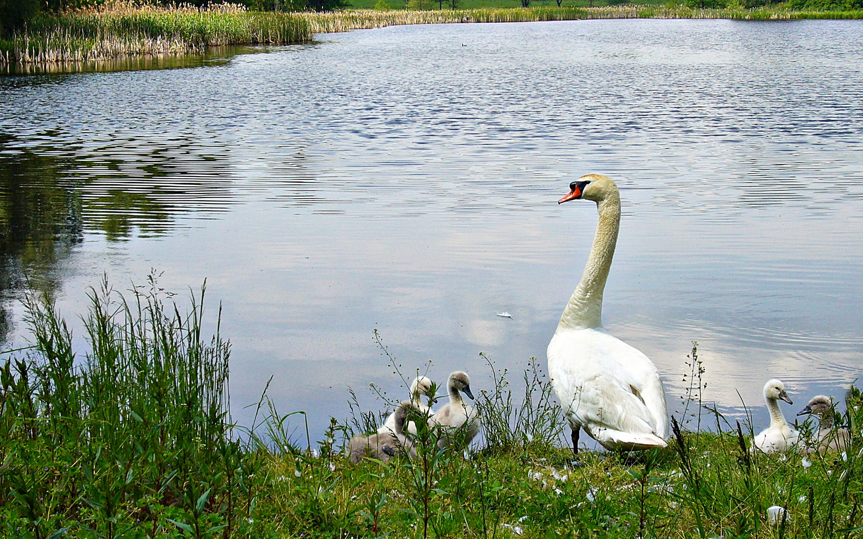 Schwanenfamilie