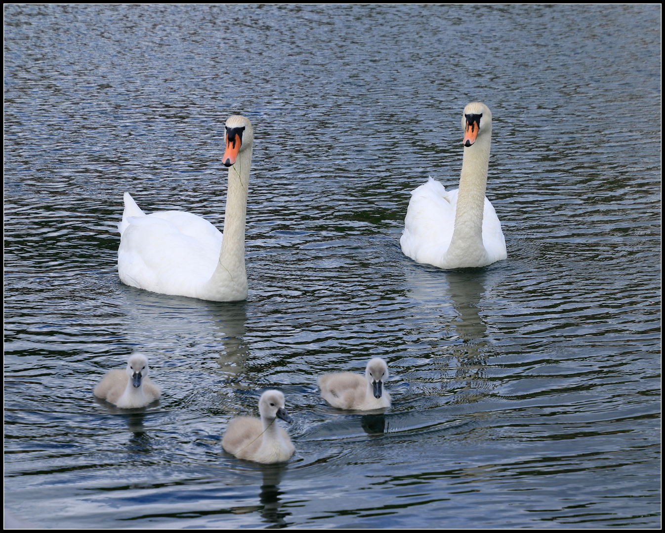 Schwanenfamilie