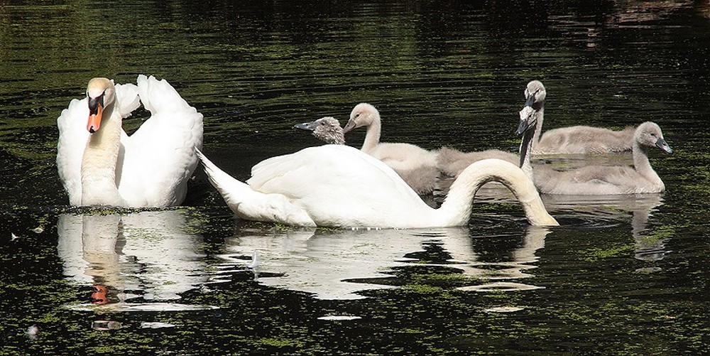 Schwanenfamilie