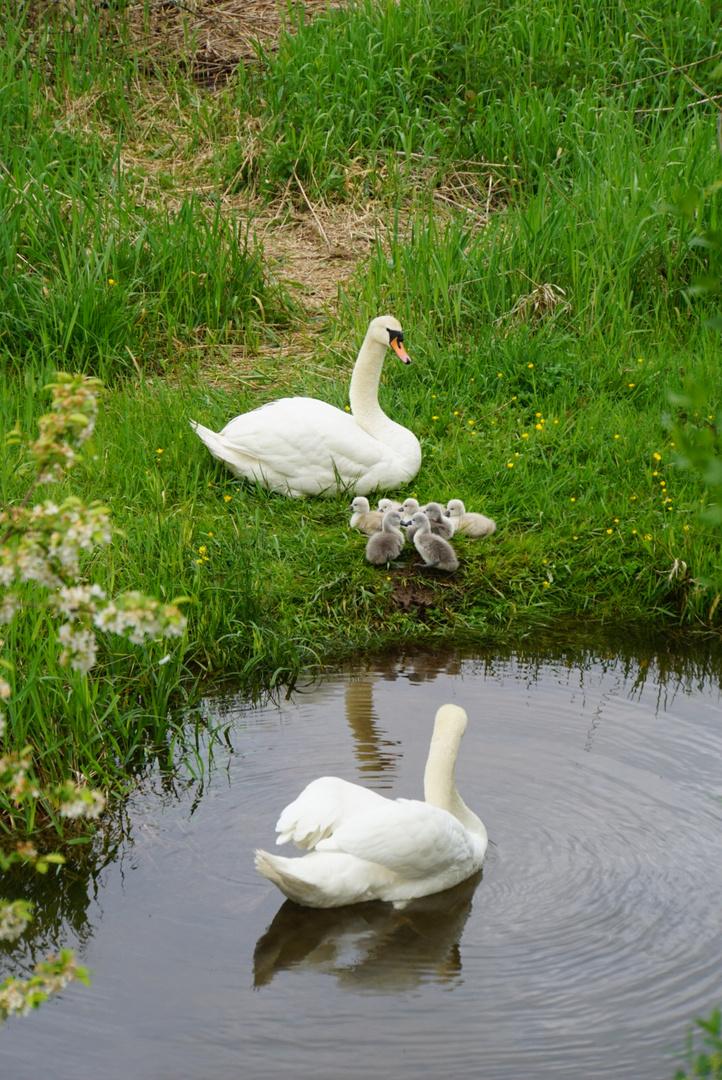 Schwanenfamilie