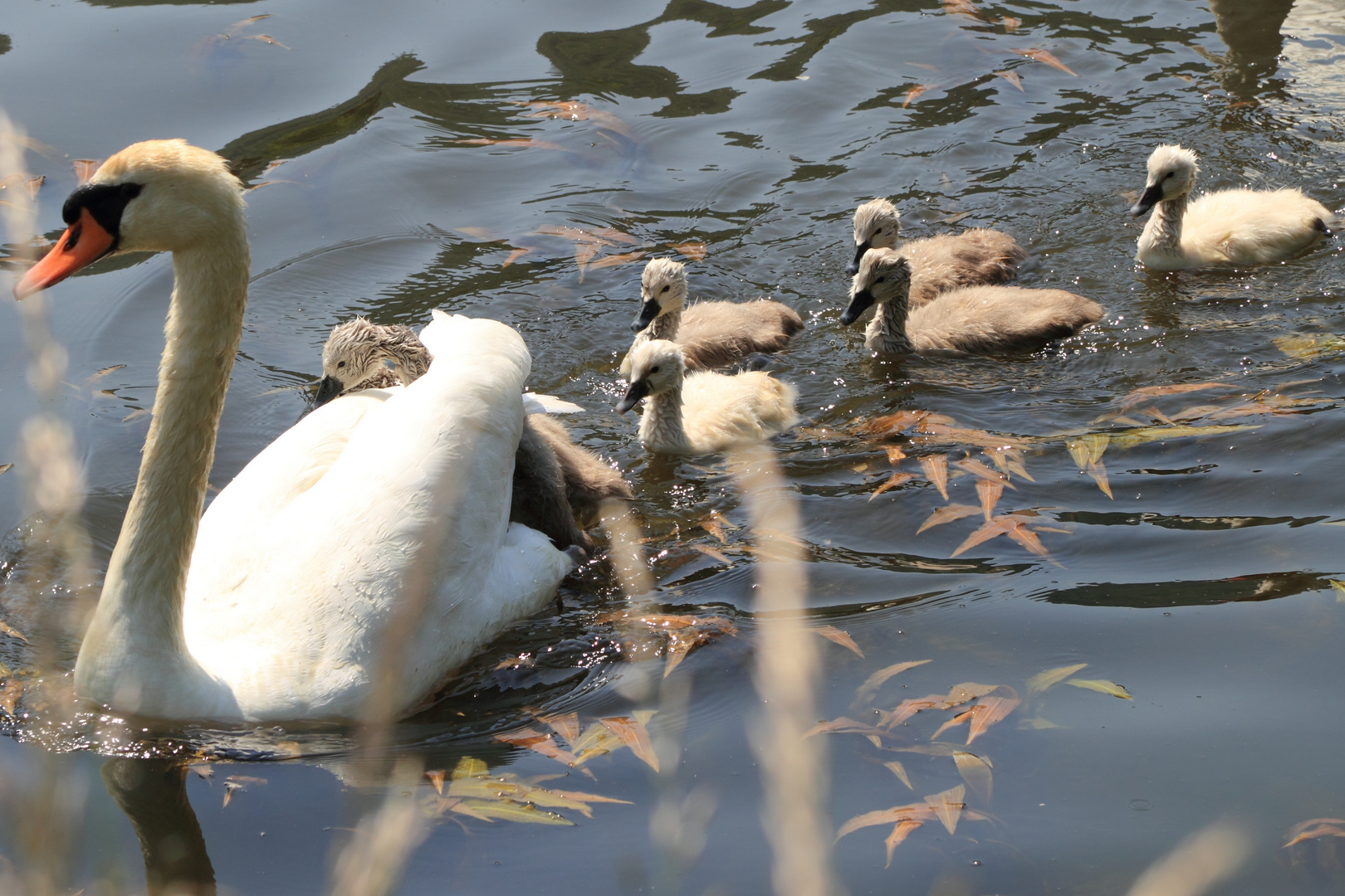 Schwanenfamilie