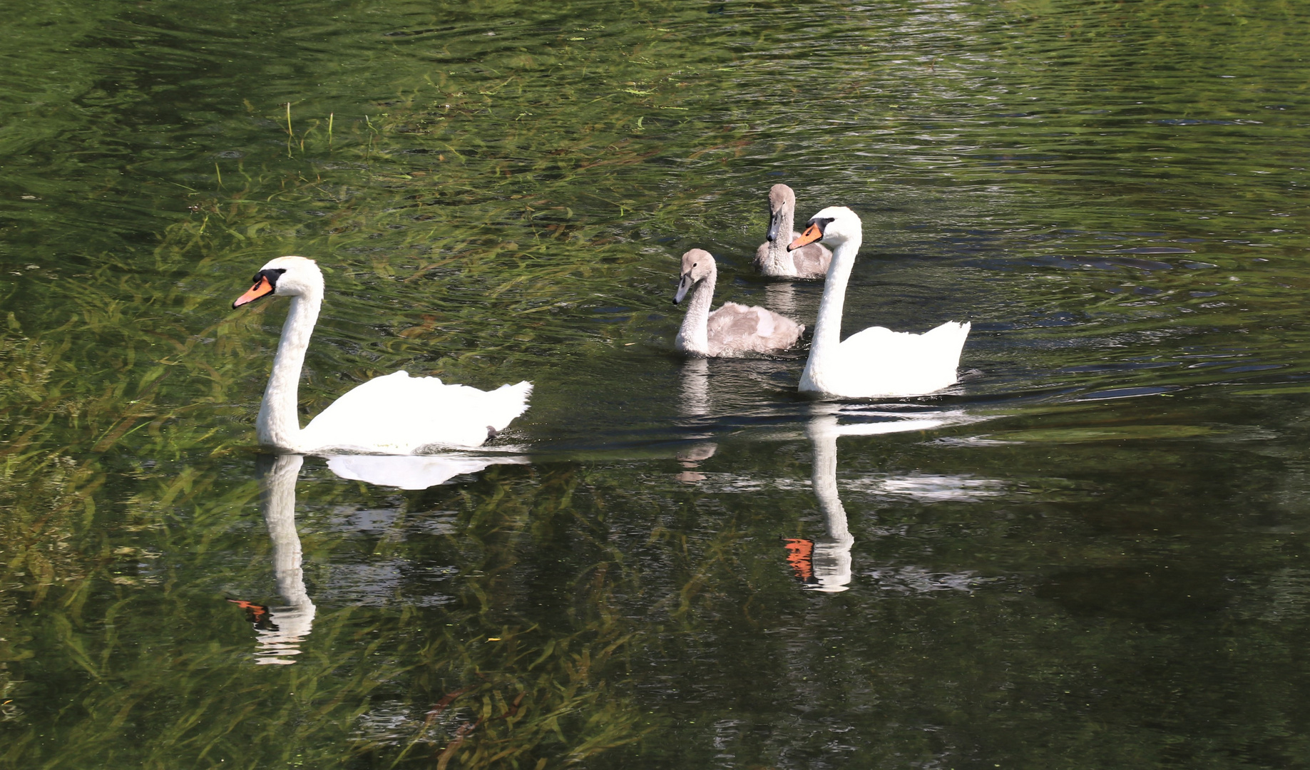 Schwanenfamilie