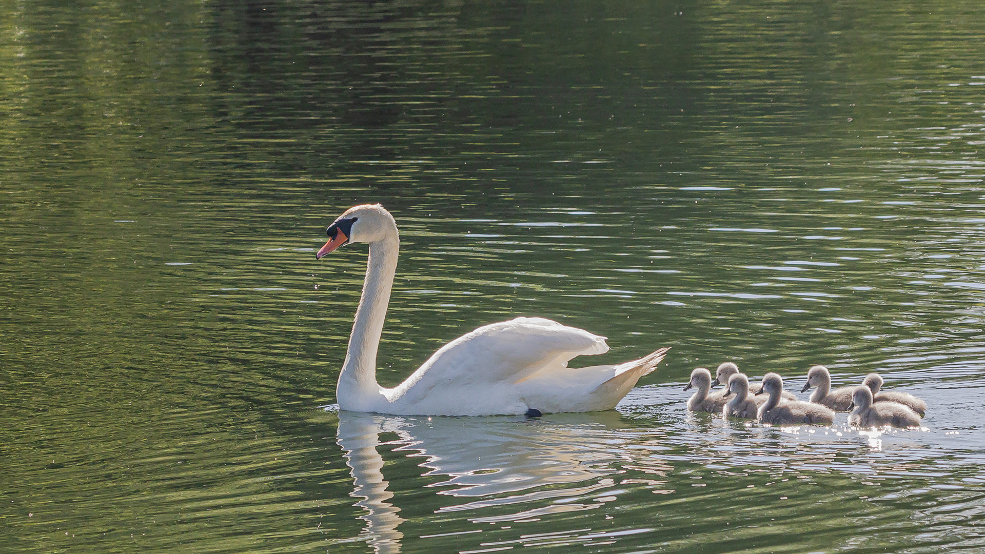 Schwanenfamilie...