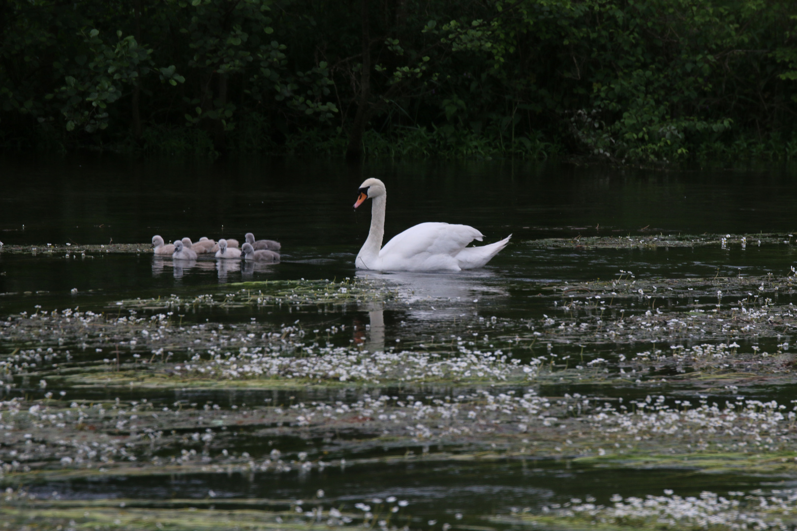 Schwanenfamilie