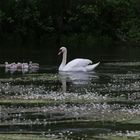 Schwanenfamilie