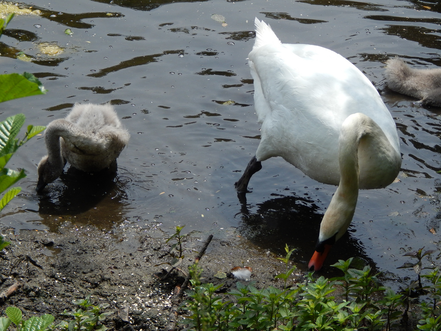 Schwanenfamilie