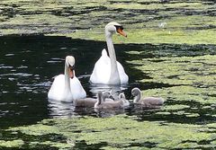 Schwanenfamilie