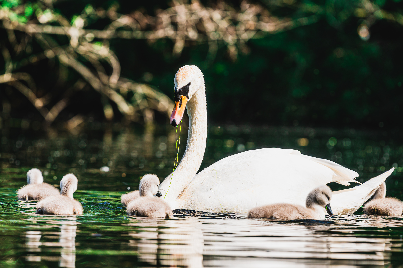 Schwanenfamilie