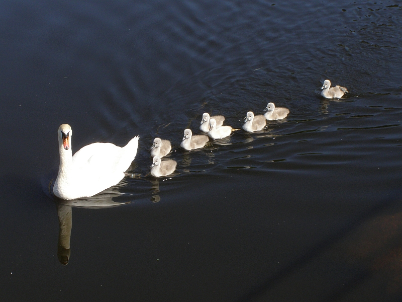 Schwanenfamilie