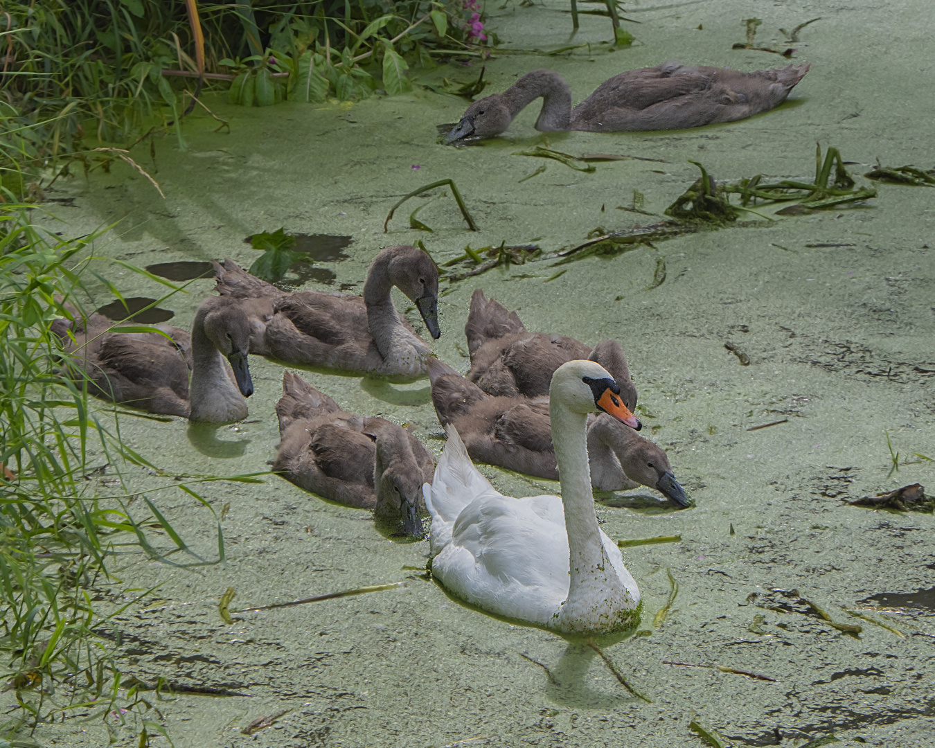 Schwanenfamilie 