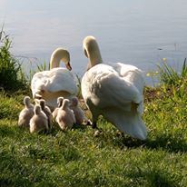 Schwanenfamilie