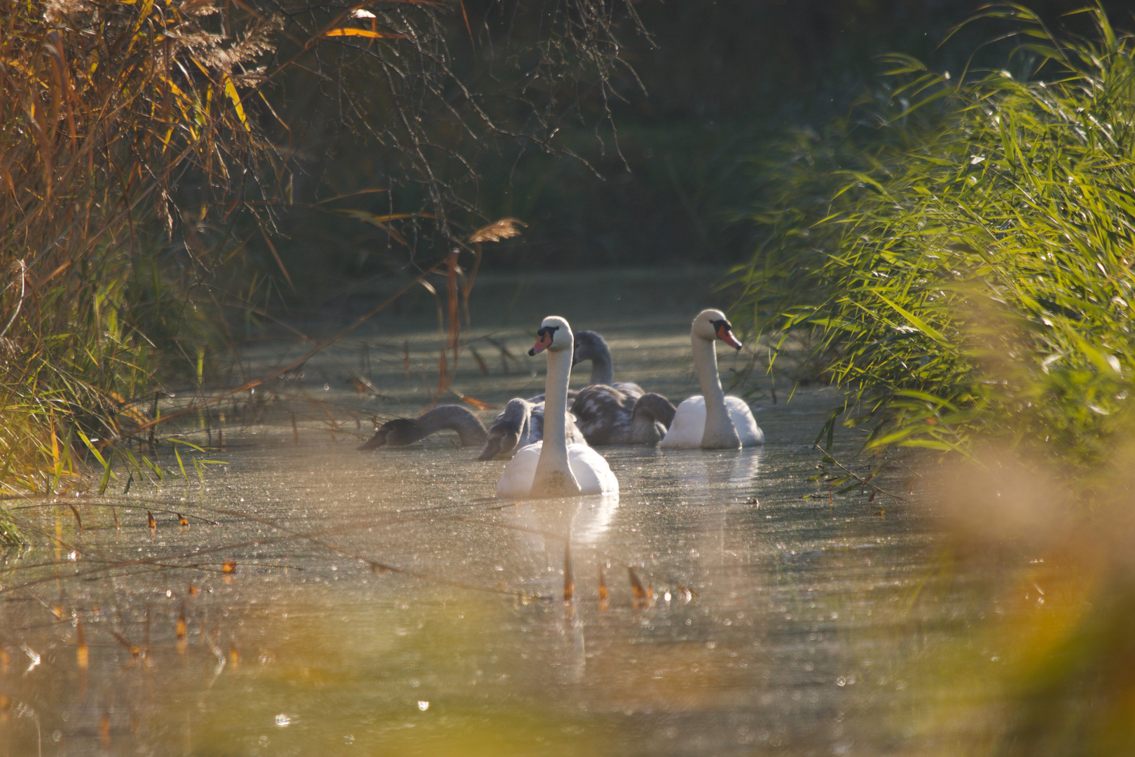 Schwanenfamilie