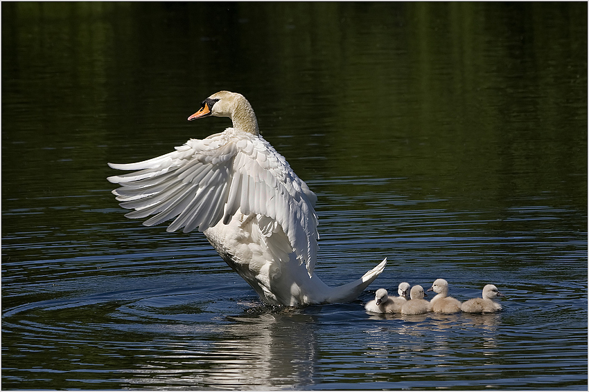 Schwanenfamilie