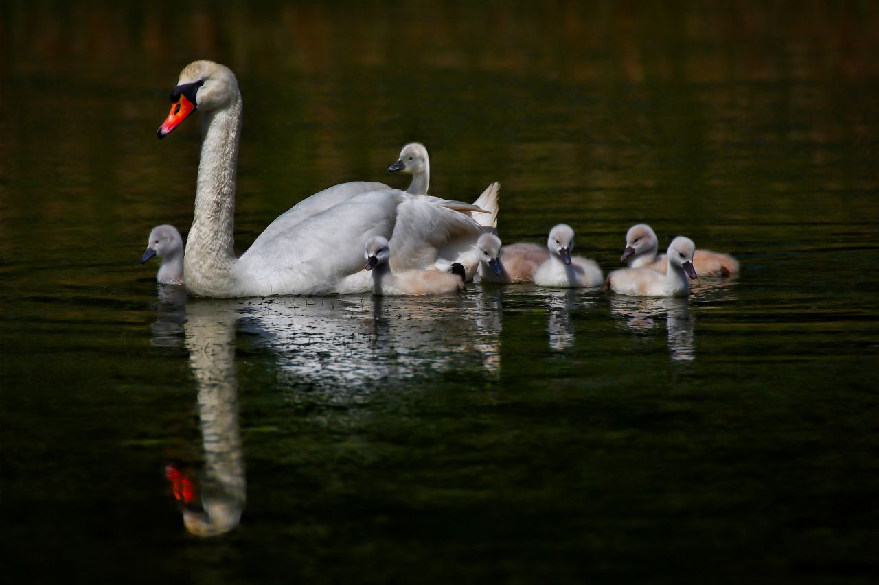 Schwanenfamilie