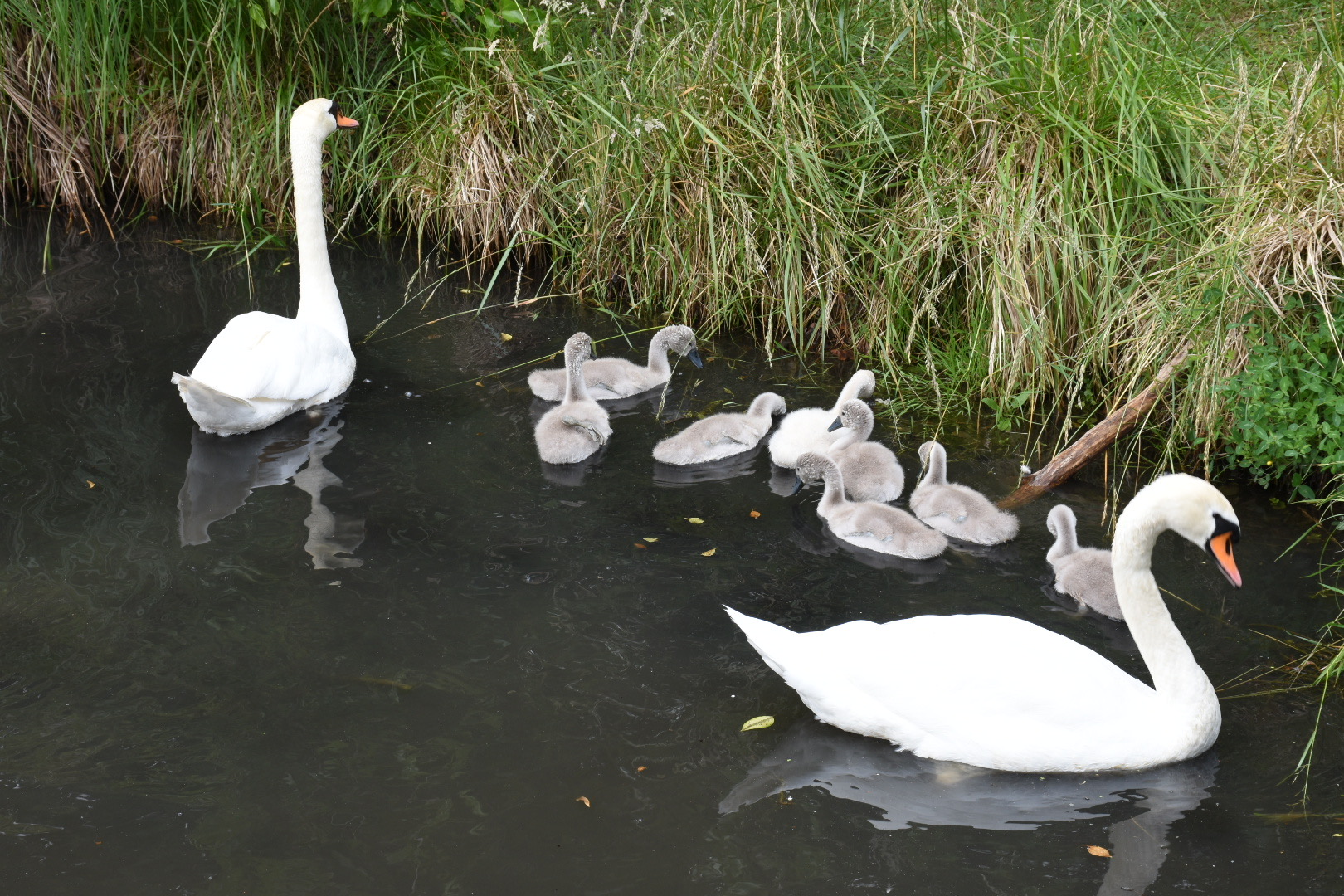 Schwanenfamilie