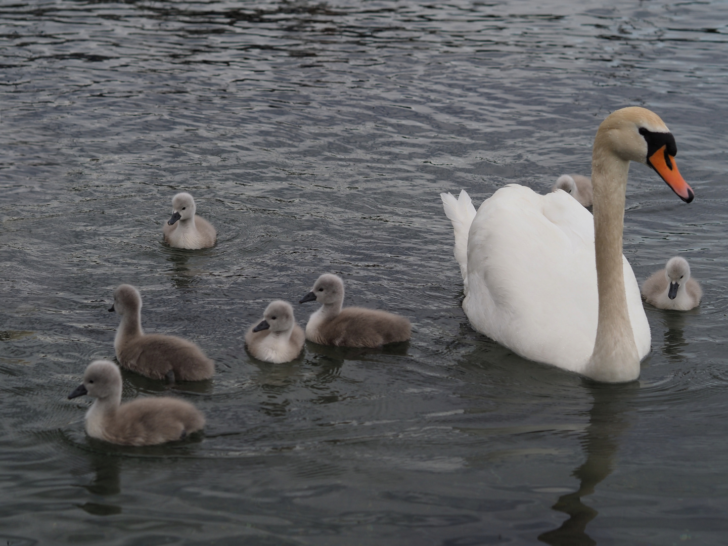 Schwanenfamilie