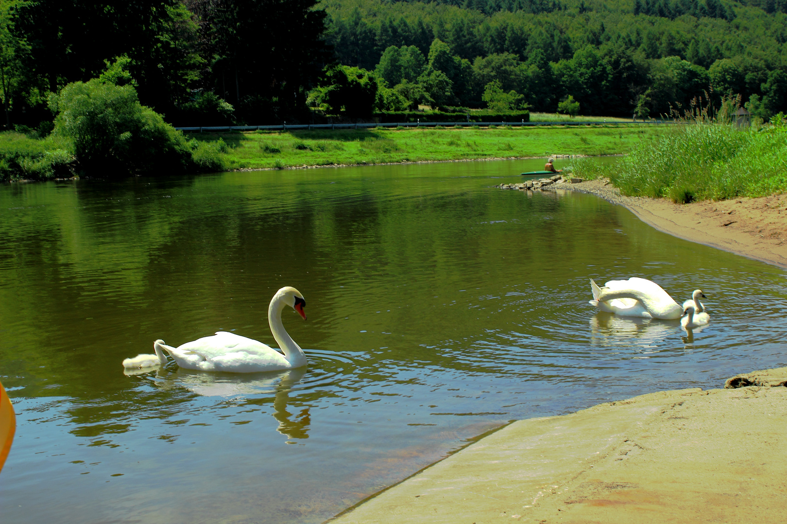 Schwanenfamilie