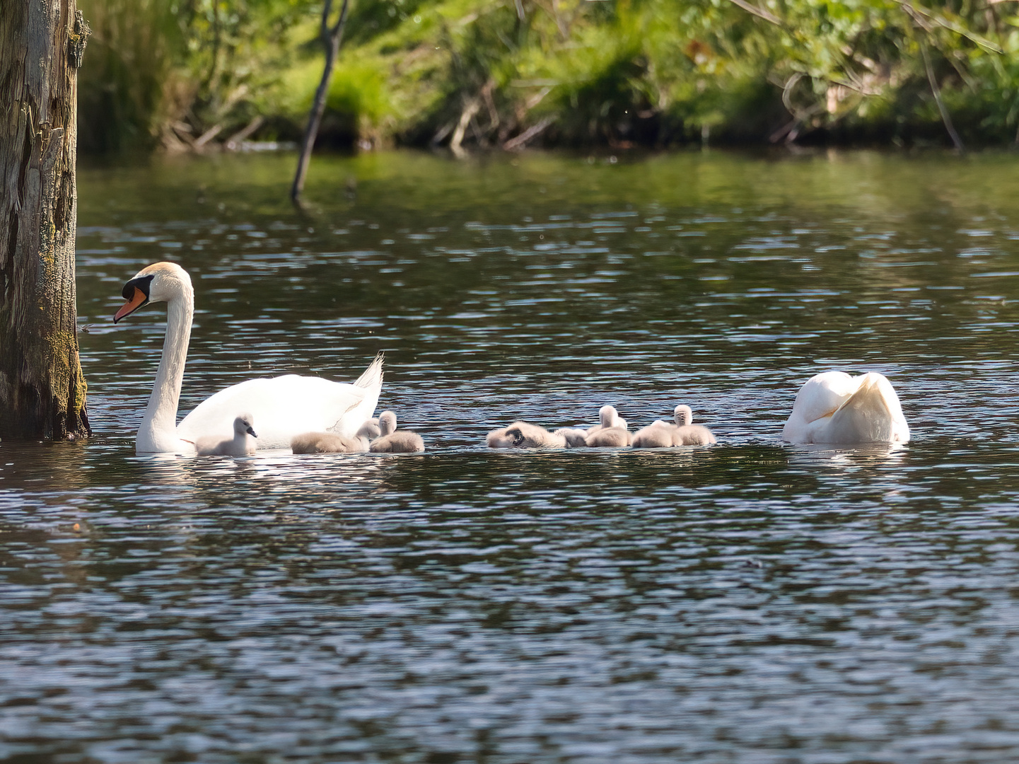 Schwanenfamilie