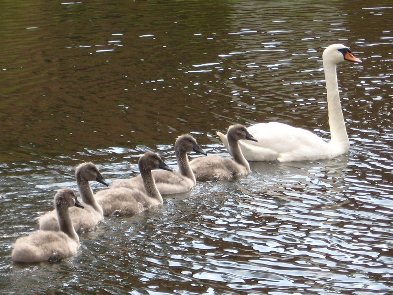 Schwanenfamilie