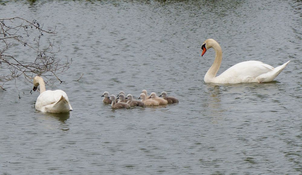 Schwanenfamilie