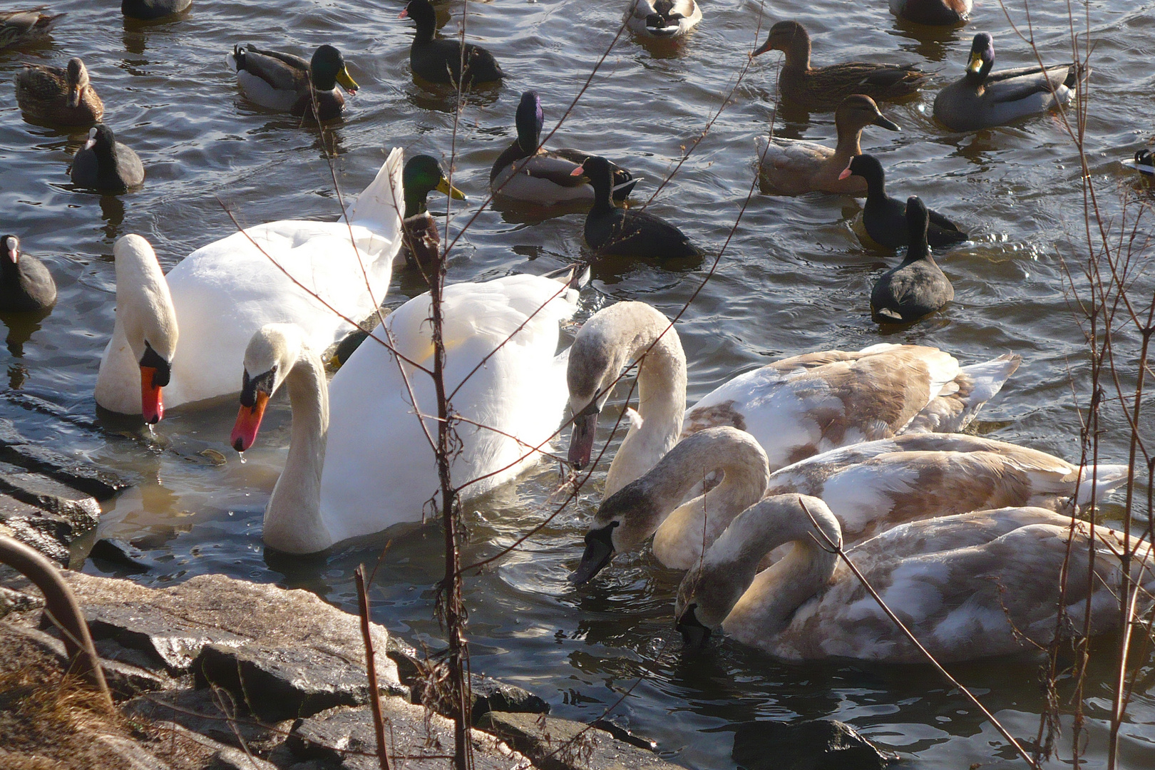 Schwanenfamilie