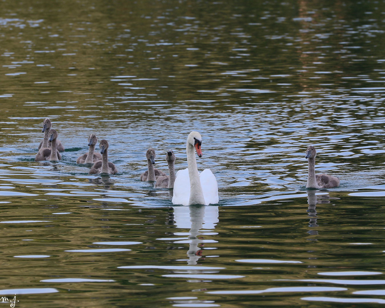 Schwanenfamilie