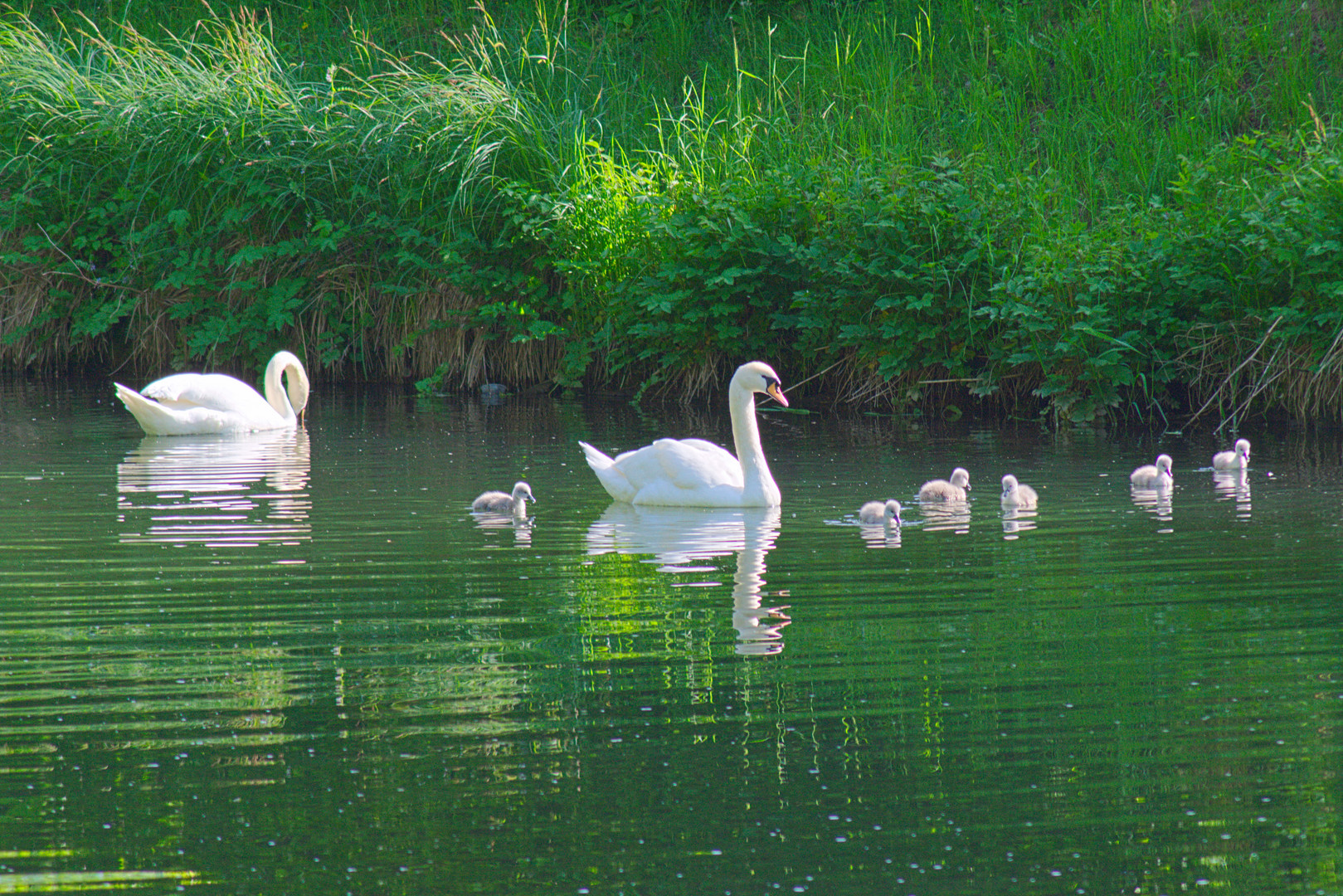 Schwanenfamilie