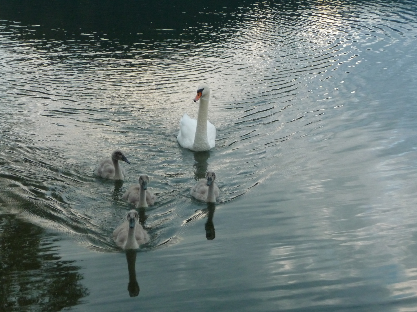 Schwanenfamilie