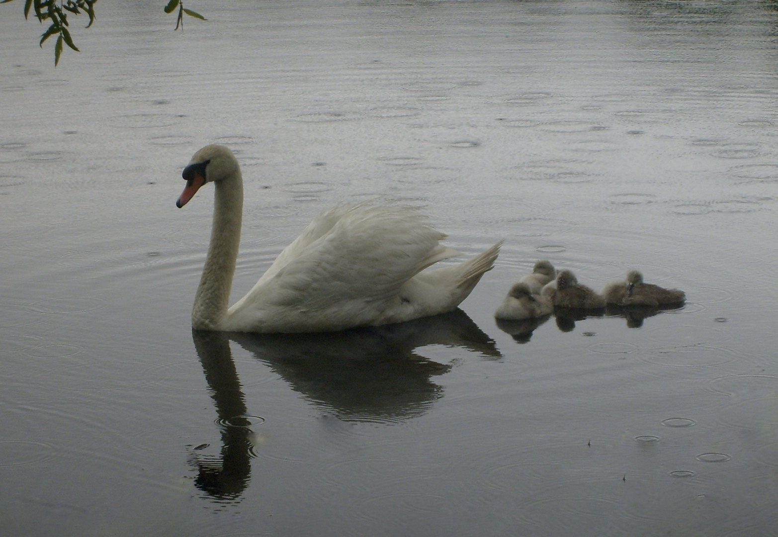 Schwanenfamilie